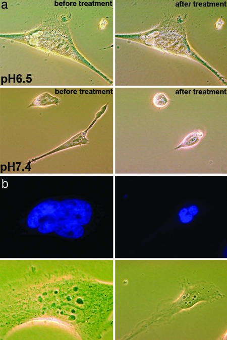 Fig. 6.