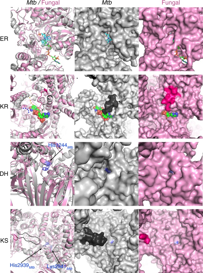 Fig. 4