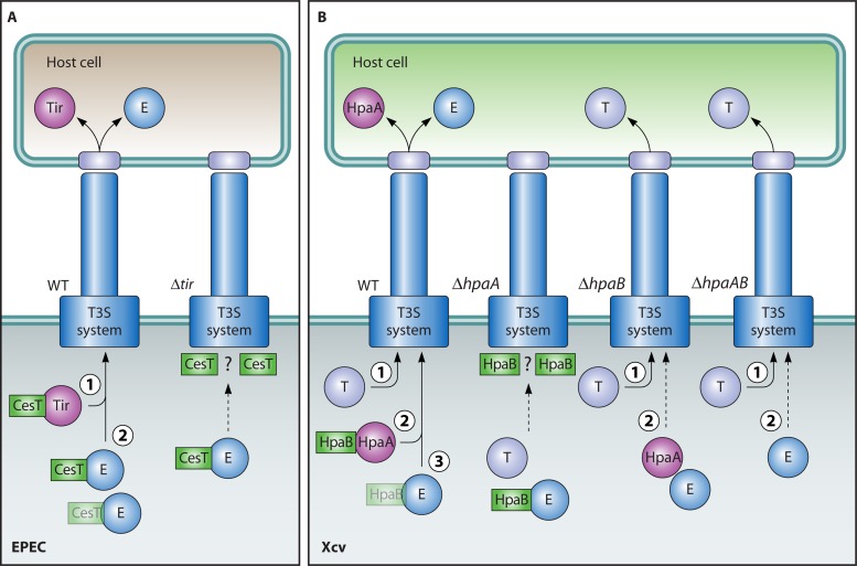 Fig 5