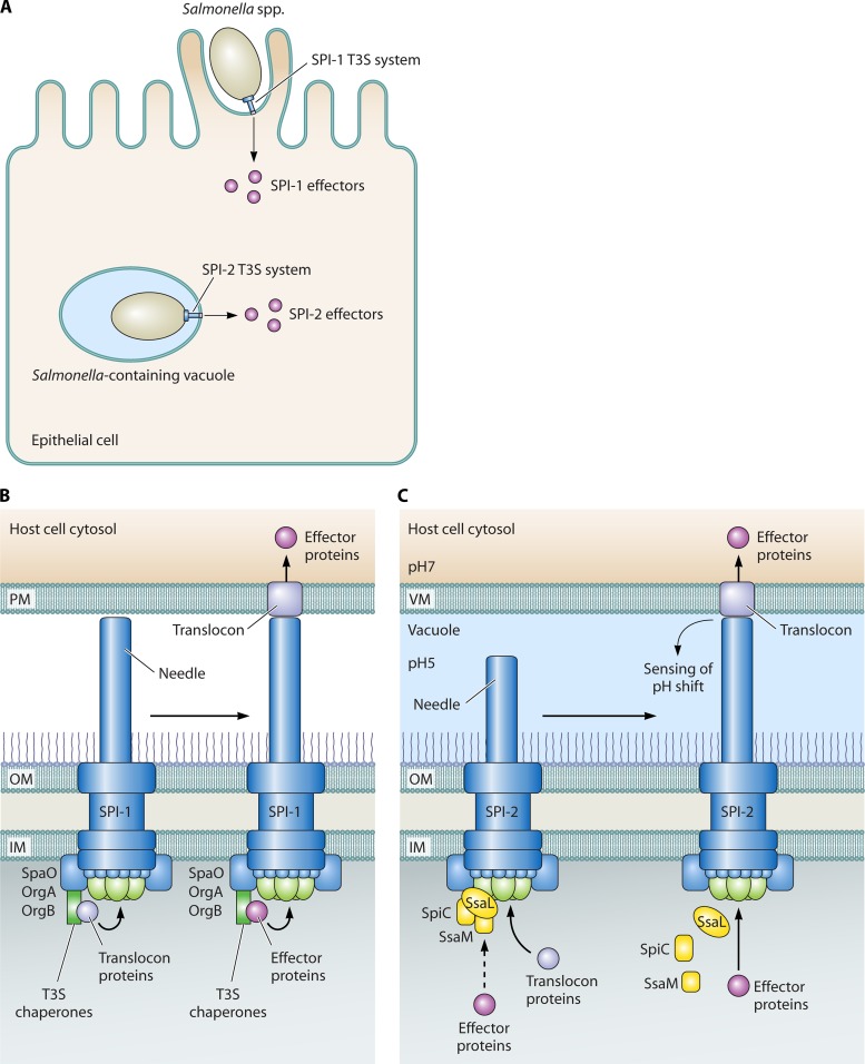 Fig 10