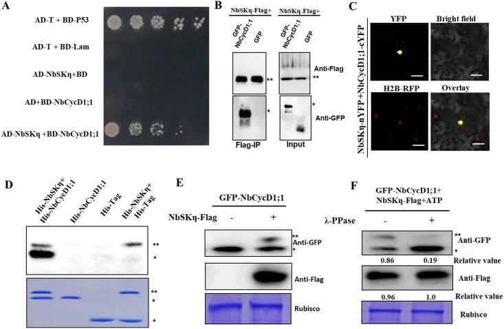 Fig 6