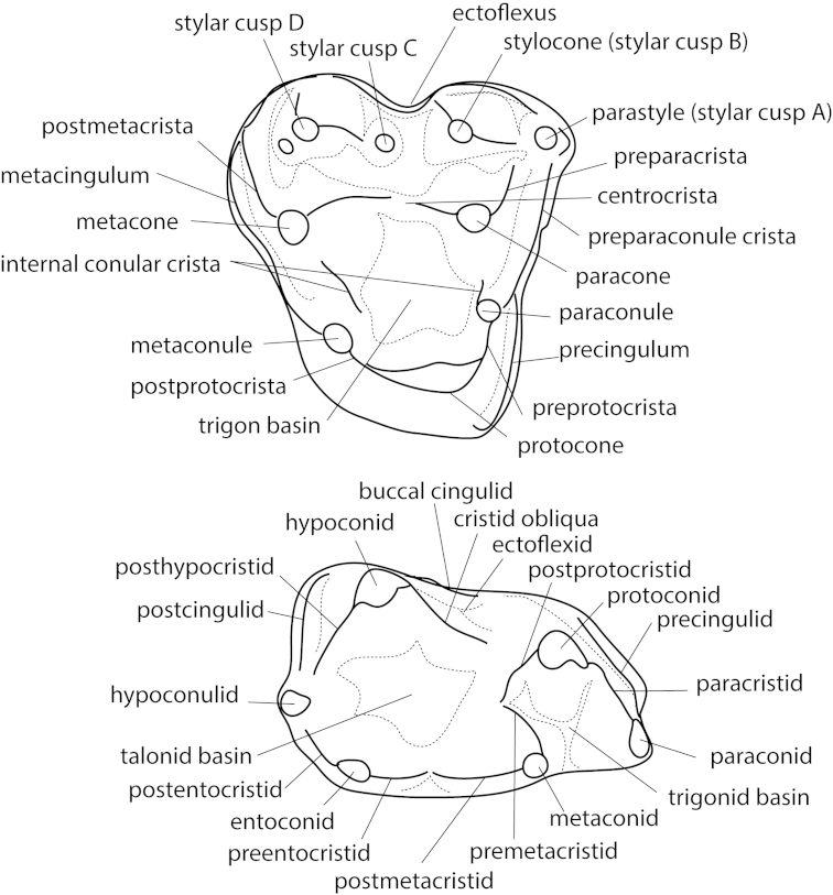 Figure 3.