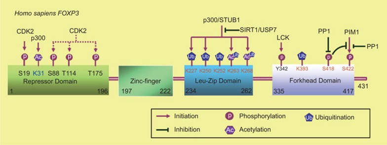 FOXP3+ regulatory T cells and their functional regulation - PMC