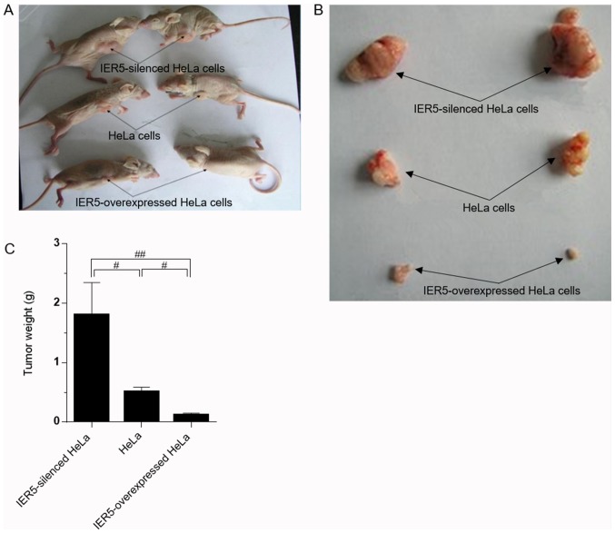 Figure 5.