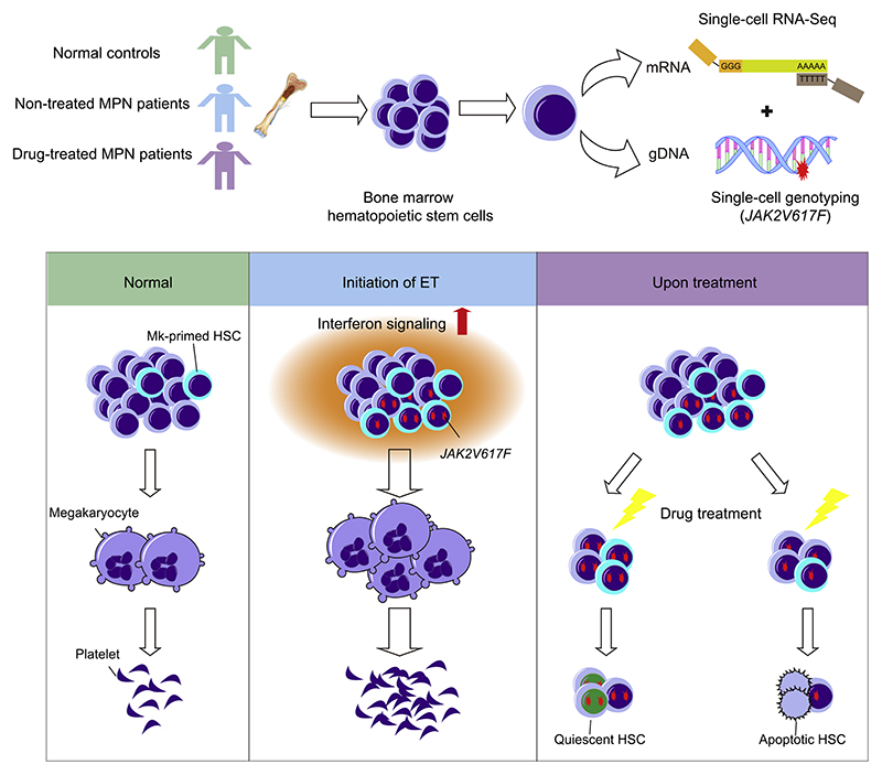 Graphical Abstract