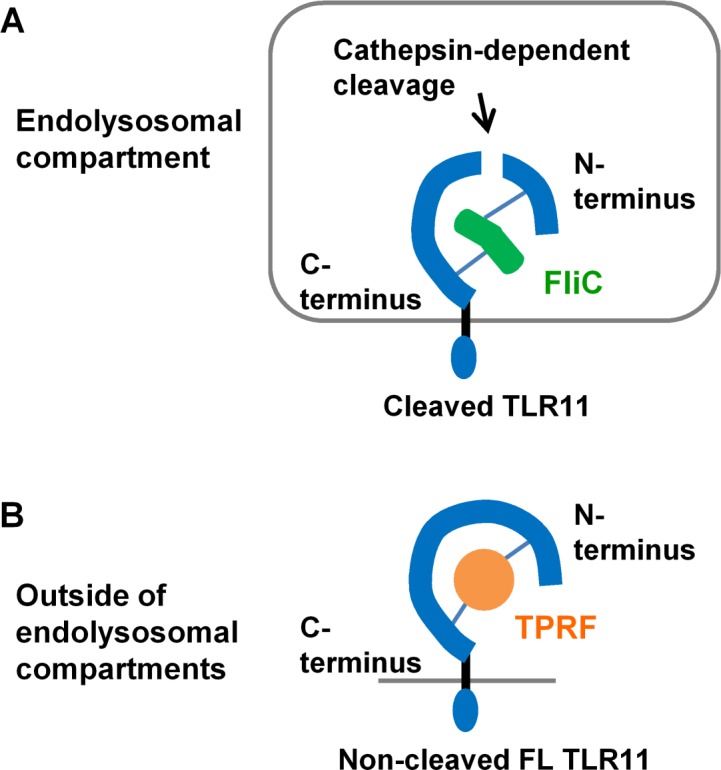 Fig 7