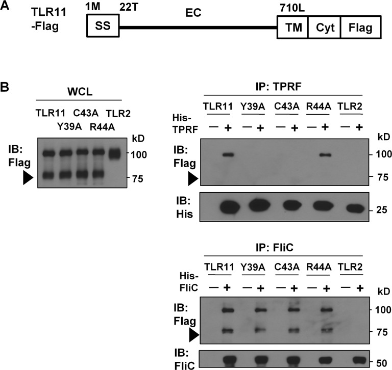 Fig 5