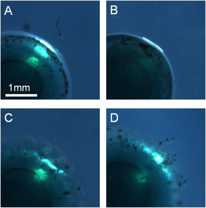 Fig. S6.