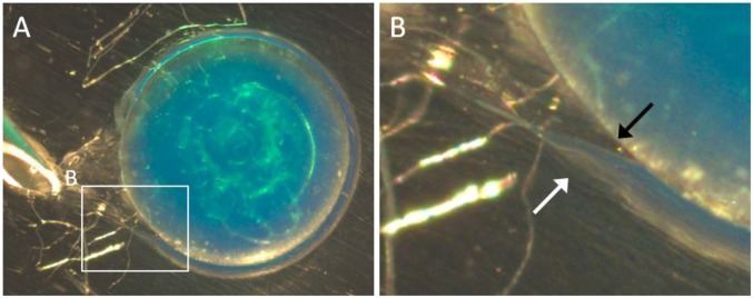 Fig. S3.