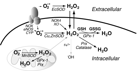 FIG. 1.