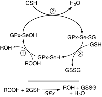 FIG. 3.