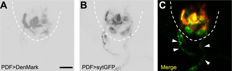 Figure 4—figure supplement 3.