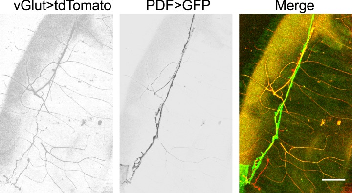 Figure 1—figure supplement 2.