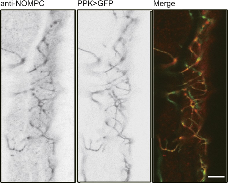 Figure 6—figure supplement 1.