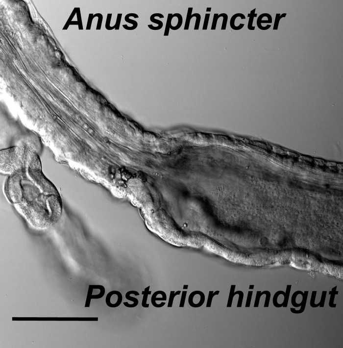 Figure 1—figure supplement 1.