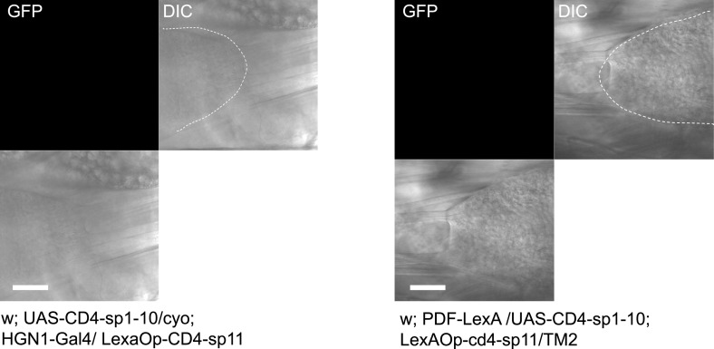 Figure 4—figure supplement 2.