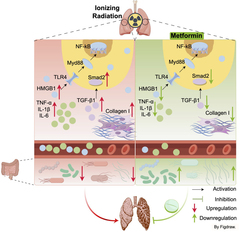 Graphical Abstract