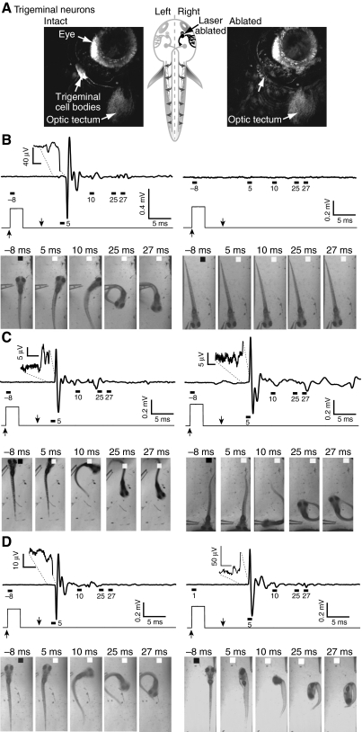 Fig. 8.