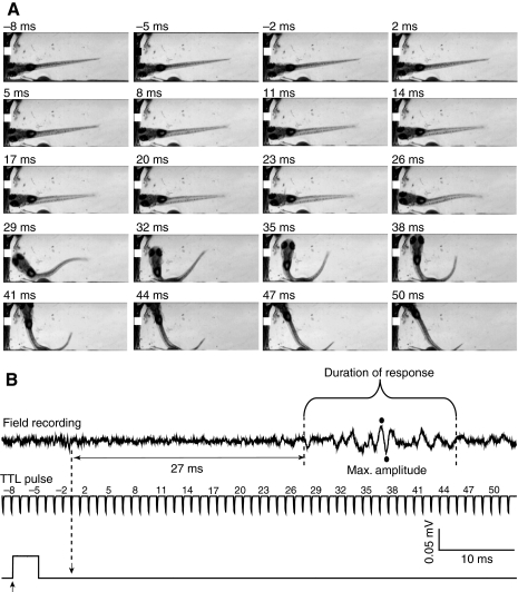 Fig. 4.