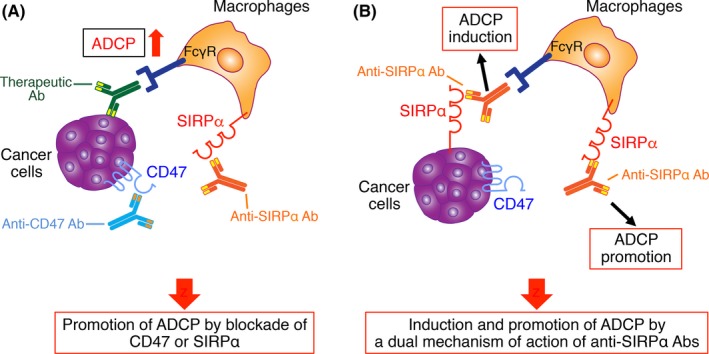 CD47‐signal regulatory protein α signaling system and its application ...