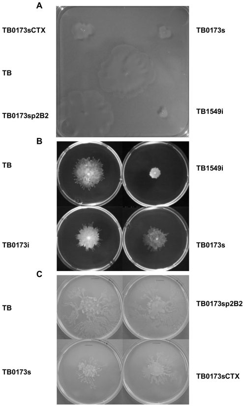 Figure 2