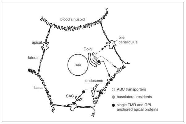 Figure 15.17.1