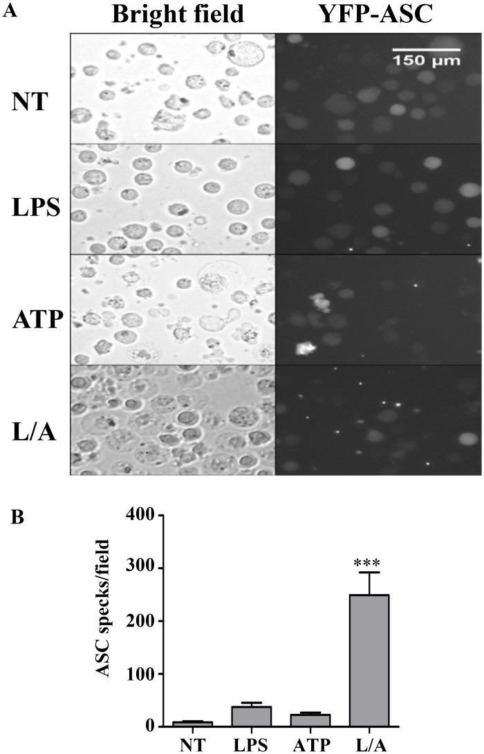 Fig 5