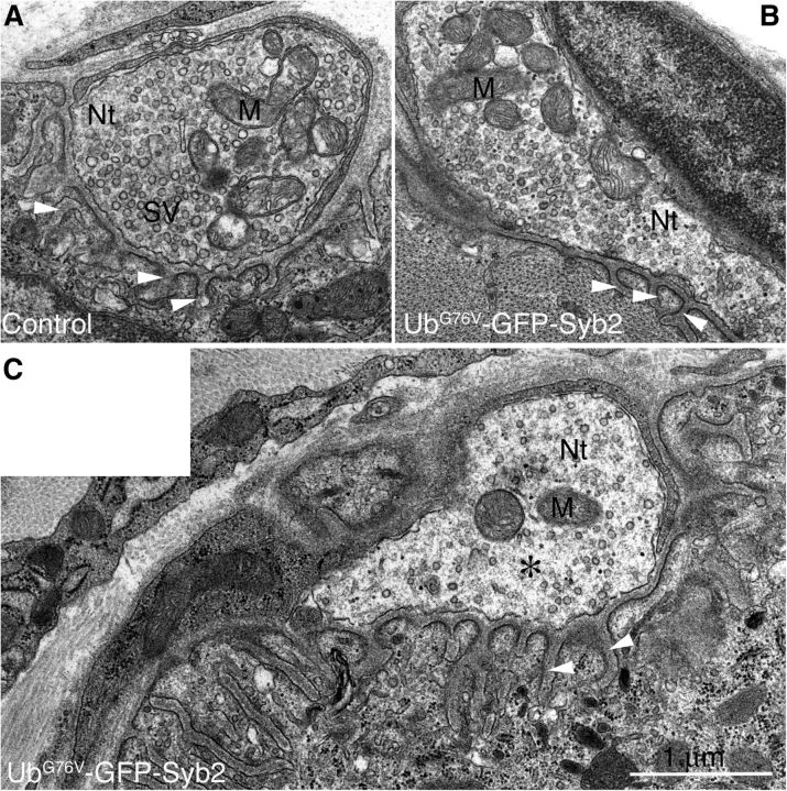 Figure 12.