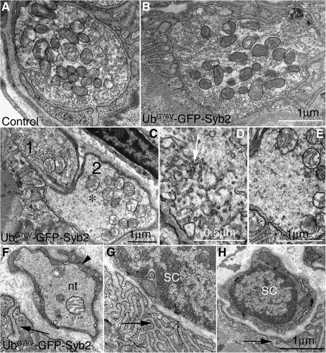 Figure 13.