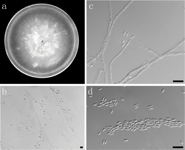 Figure 7.