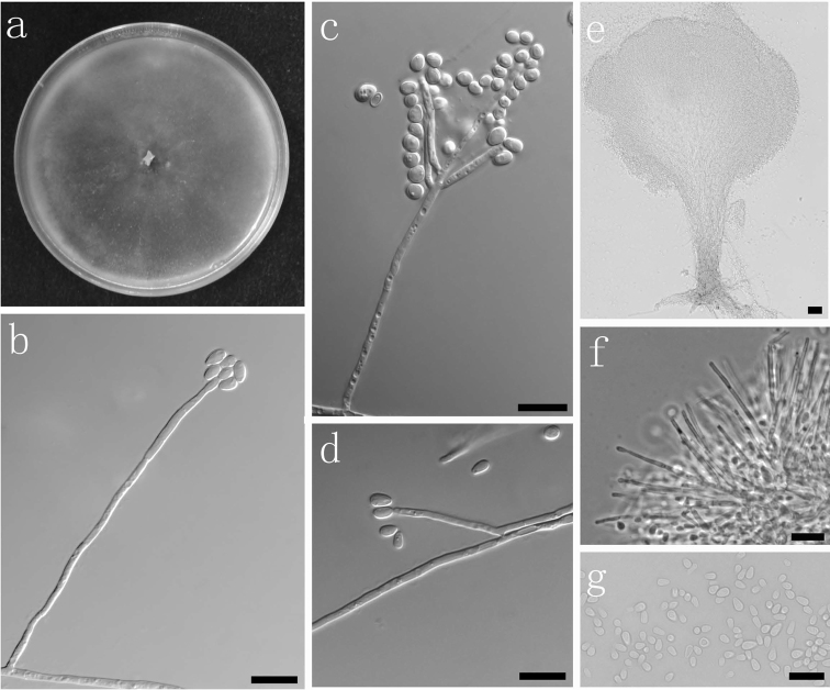 Fig. 8.