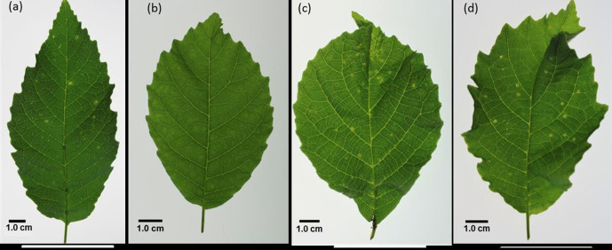 Fig. 1.