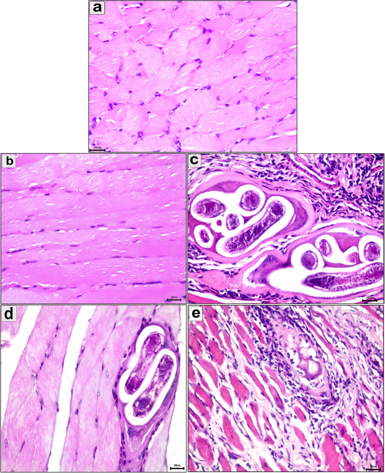 Fig. 5