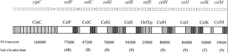 FIG. 1.