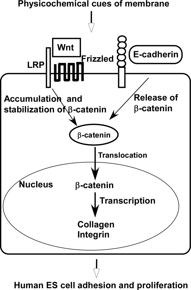 FIG. 6.