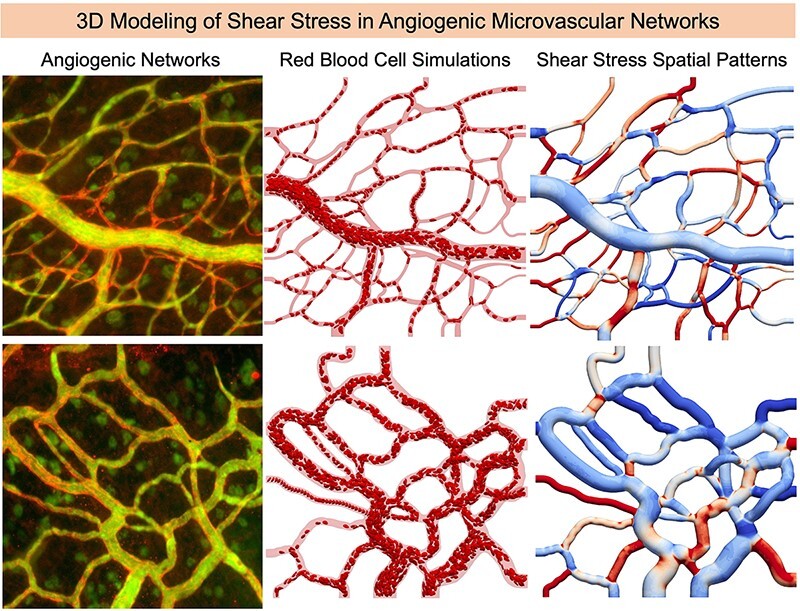 Graphical Abstract