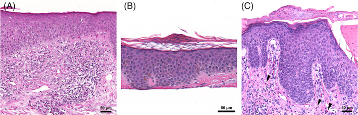 FIGURE 3