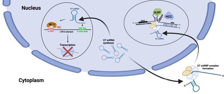 Graphical Abstract