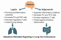 Diagram illustrating adipokine-mediated signaling in lung-gut interactions. Adipose tissue influences leptin and adiponectin. Leptin promotes proinflammatory cytokines, increasing Th1/Th17 cells, decreasing regulatory T cells, and is linked to lung disease. Adiponectin suppresses inflammatory cytokines, decreases Th1/Th17 cells, increases regulatory T cells, and protects against intestinal inflammation. Lungs and intestines are depicted to reinforce these interactions.