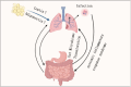 Illustration depicting the relationship between the gut microbiome, lungs, and systemic inflammatory response syndrome. Arrows indicate the translocation from the gut to the lungs and the impact of infection. Labels show increased leptin and decreased adiponectin, highlighting interactions with systemic inflammation.