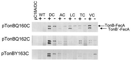 FIG. 8.