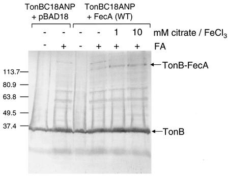 FIG. 7.