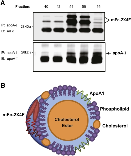 Fig. 6.