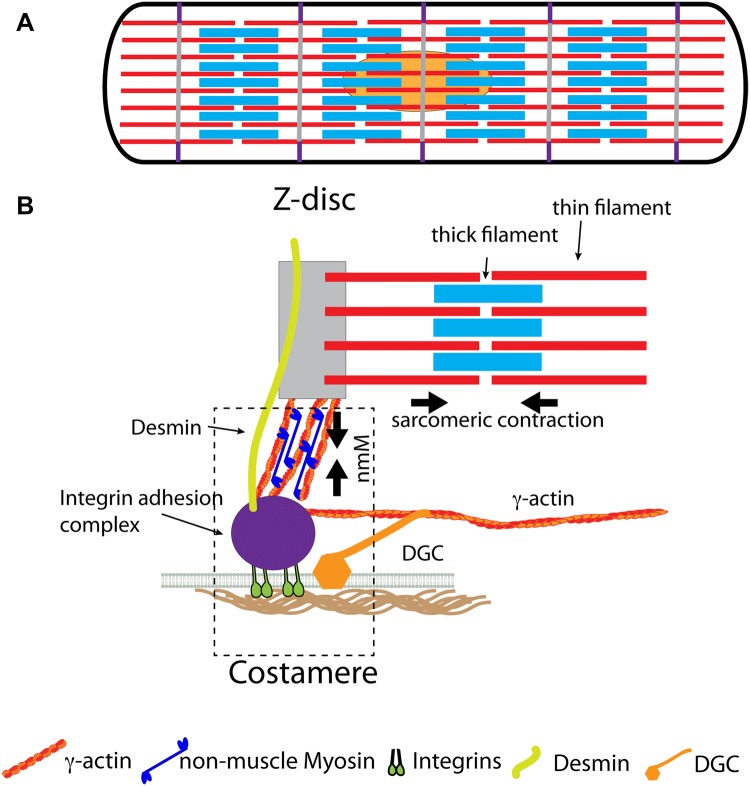 Fig. 1