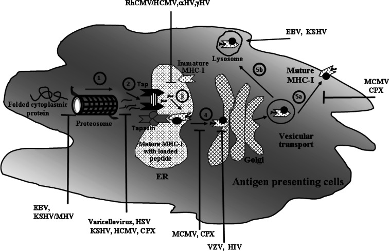 Fig. 1