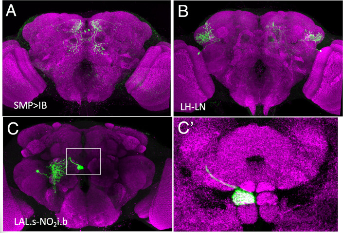 Figure 4—figure supplement 1.