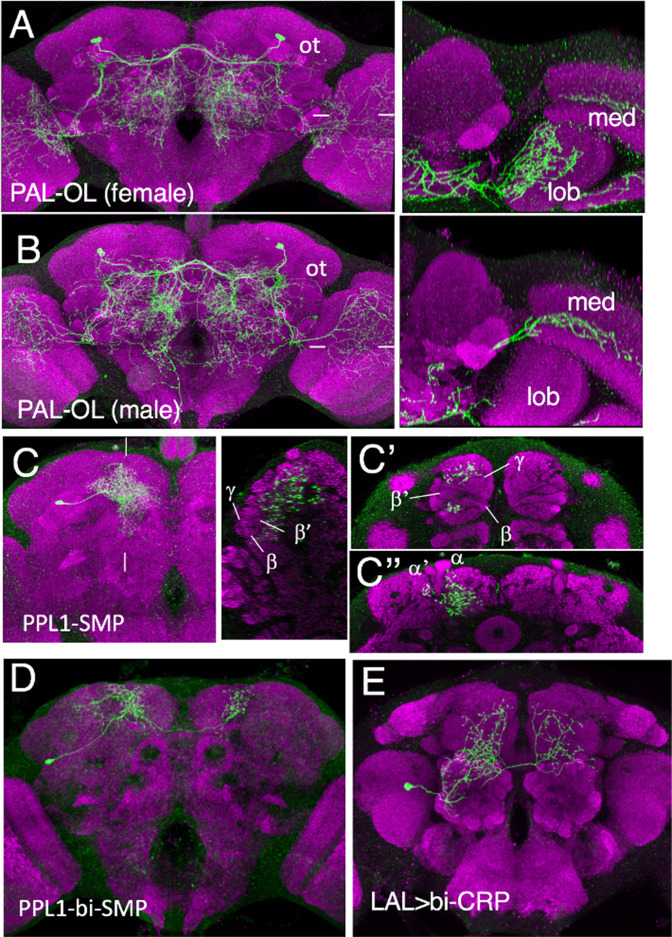 Figure 3—figure supplement 1.