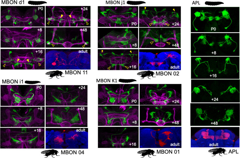 Figure 6—figure supplement 1.