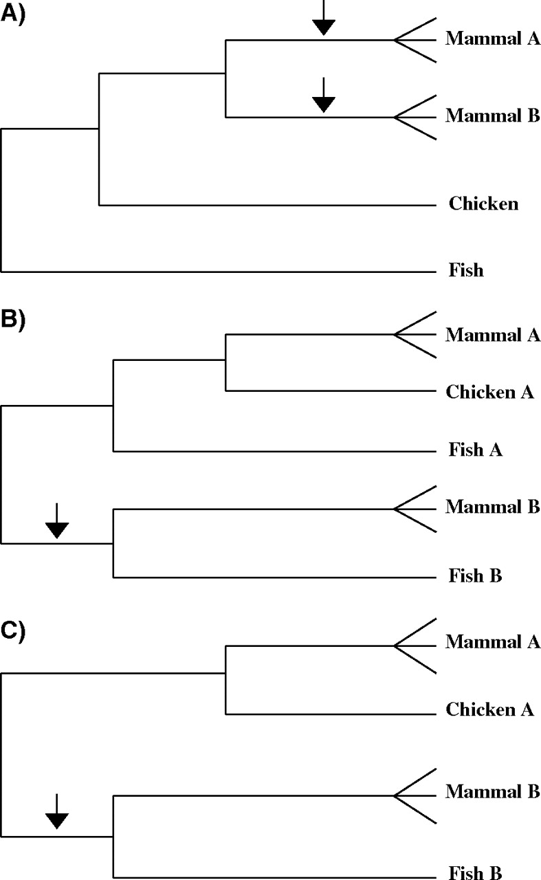 FIG. 1.—