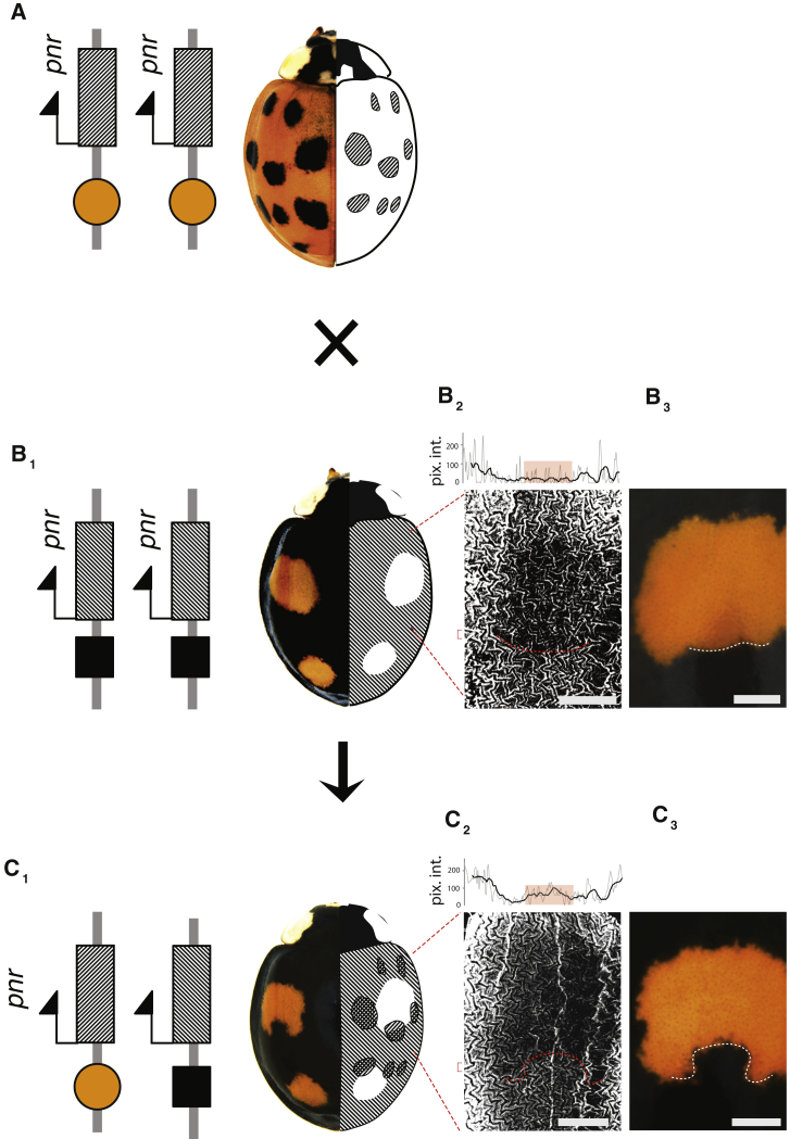 Figure 4